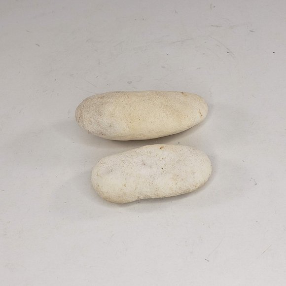 Round Oblong Fossil Shell Puffy Vintage Natural Set of 2 - Picture 4 of 4